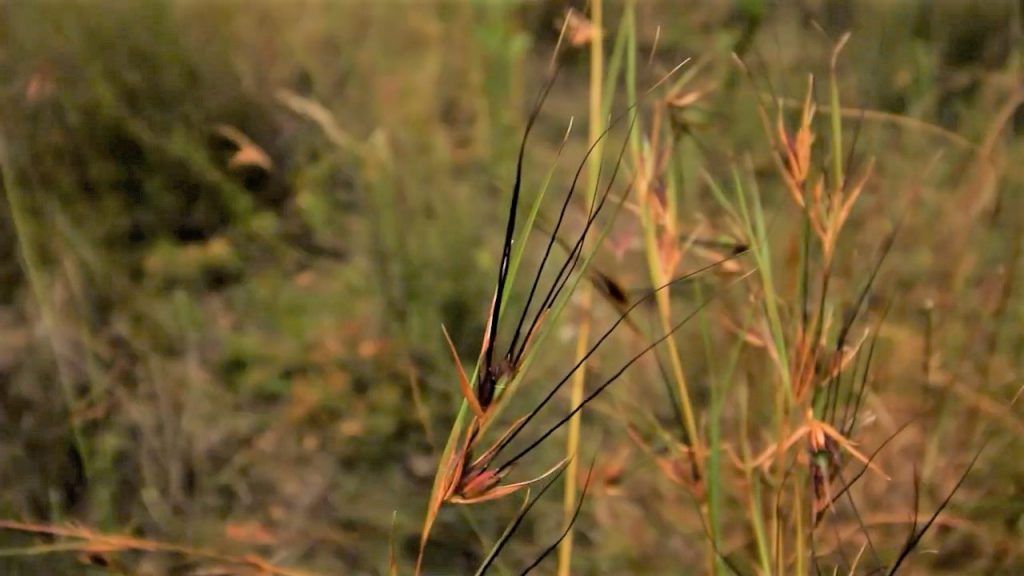 Themeda triandra floret