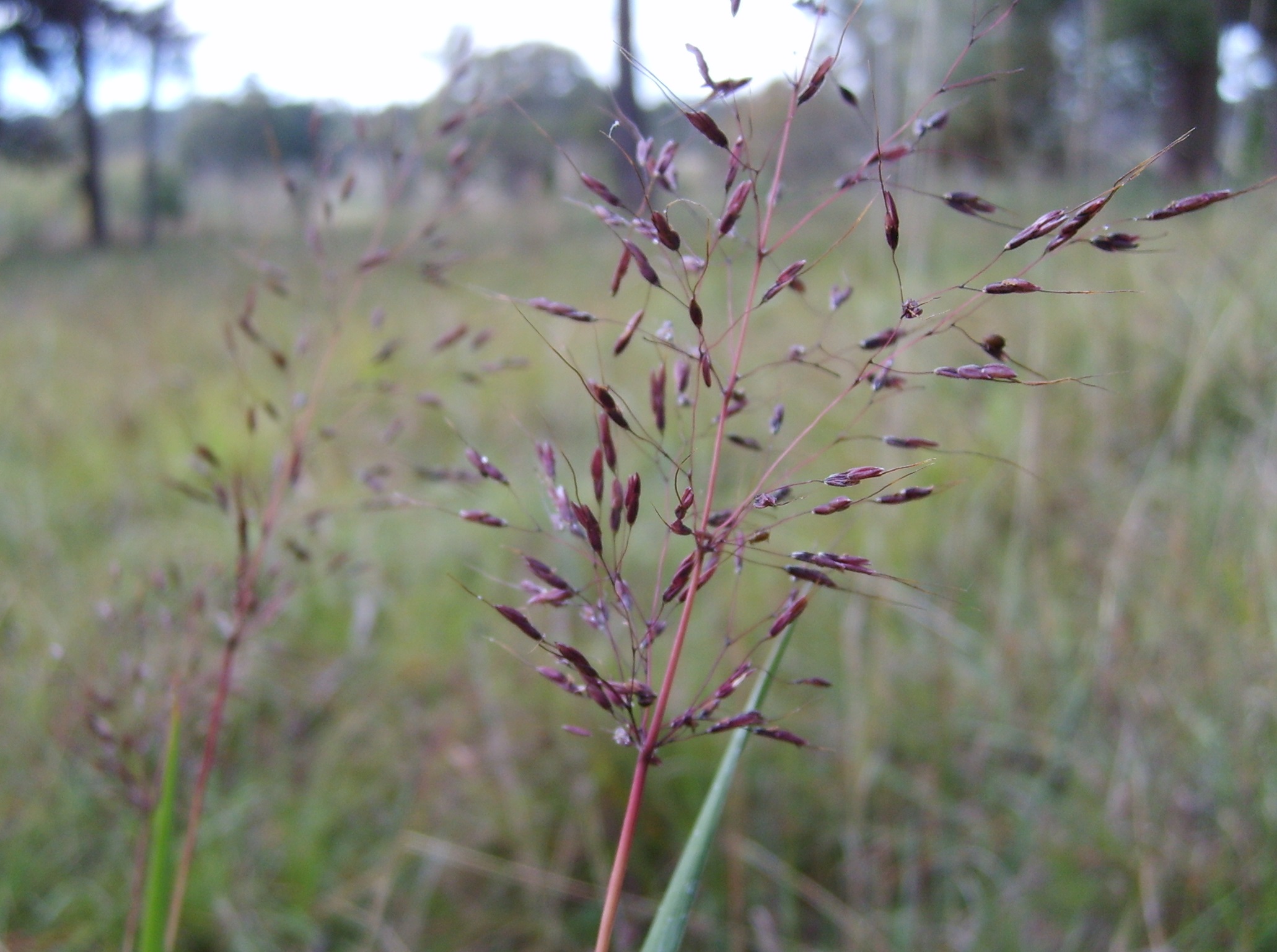 Capillipedium specigerum scented-tops