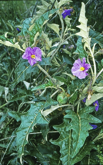 Solanum cinerum