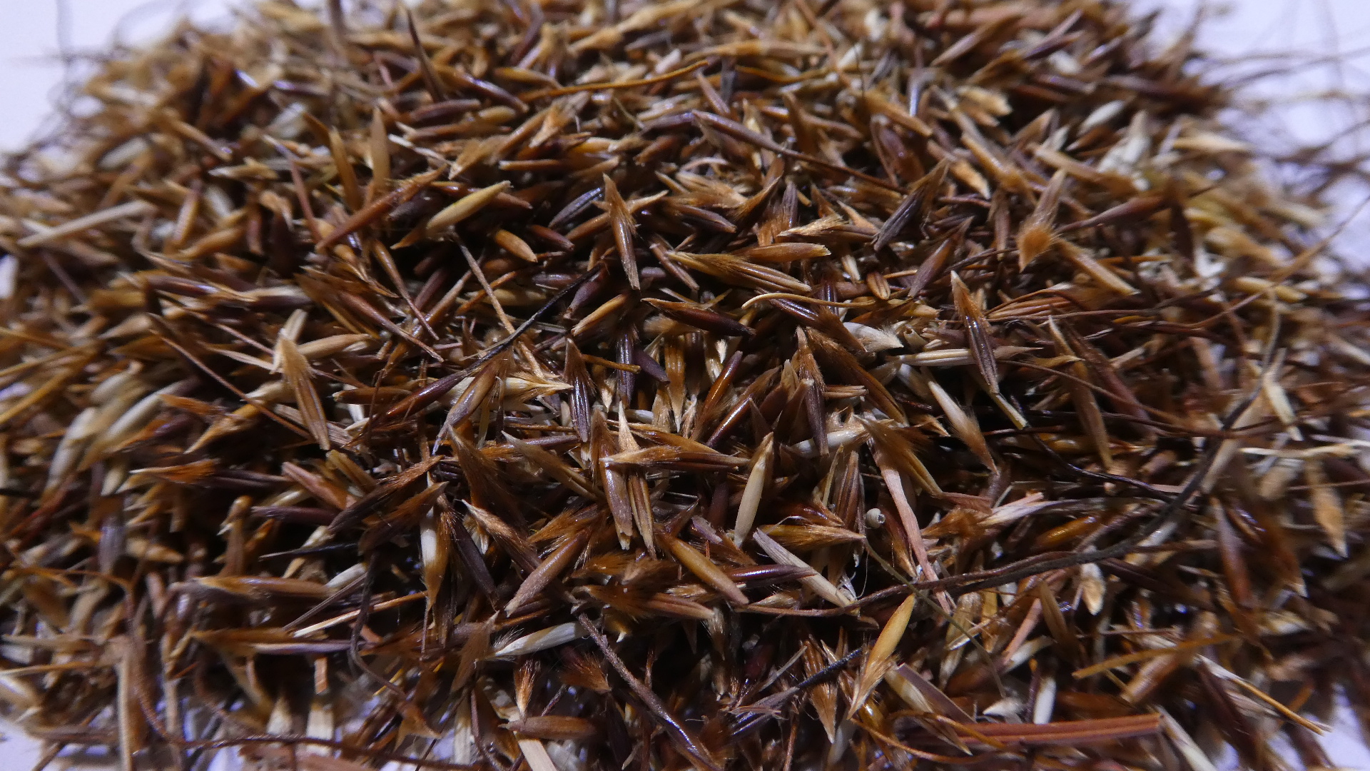 Themeda triandra clean seed